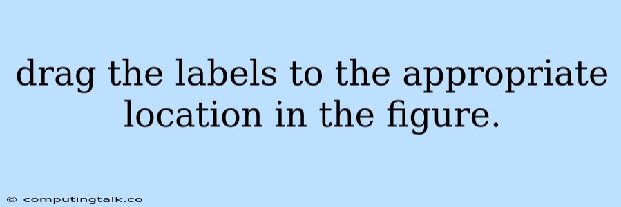Drag The Labels To The Appropriate Location In The Figure.